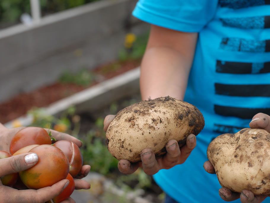 Kids with Potatoes in School Garden
