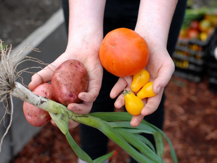 Veggies in School Garden