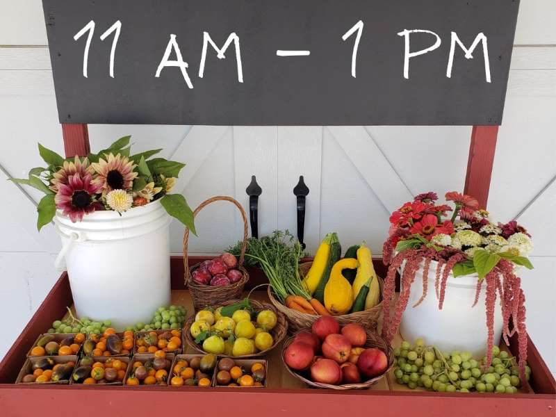 Lacey Farm Stand showing fresh, locally farmed or gleaned produced. Depicted are cherry tomatoes, grapes, purple plums, Japanese Shiro plums, zucchini and yellow squash, and carrots — and fresh cut flowers!