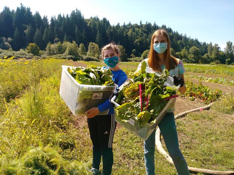 Photo of two women gleaning organic chard at Helsing Junction Farm in Rochester in 2020. They are standing in a farm field displaying large totes filled with fresh chard for the food bank.