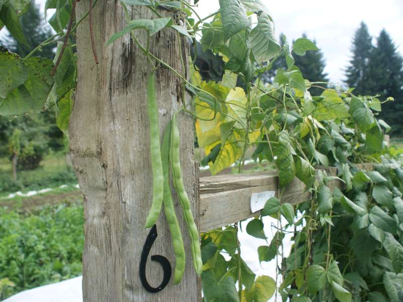 Farm Stand