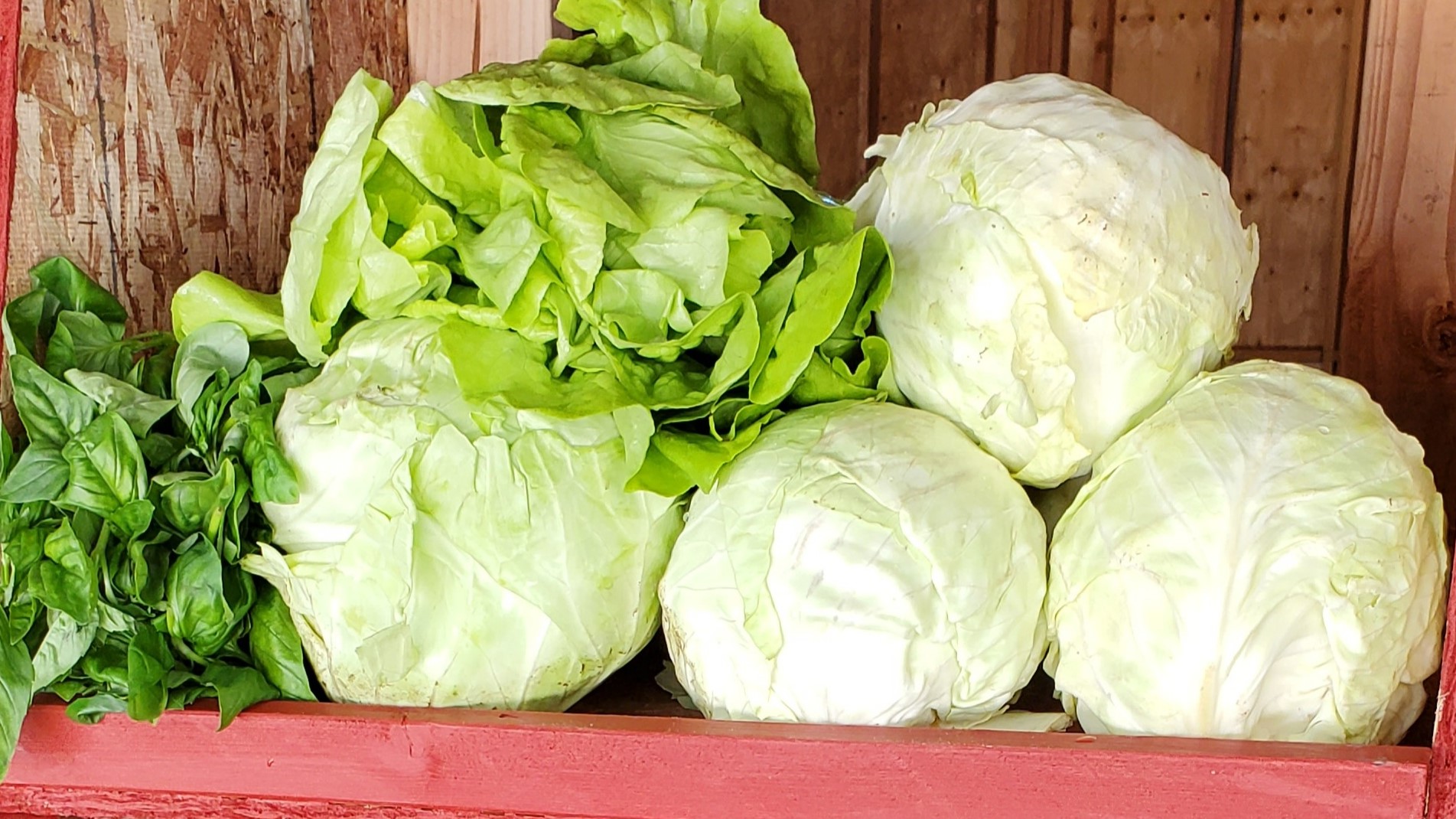 Farm Stand Cabbage Lettuce Basil