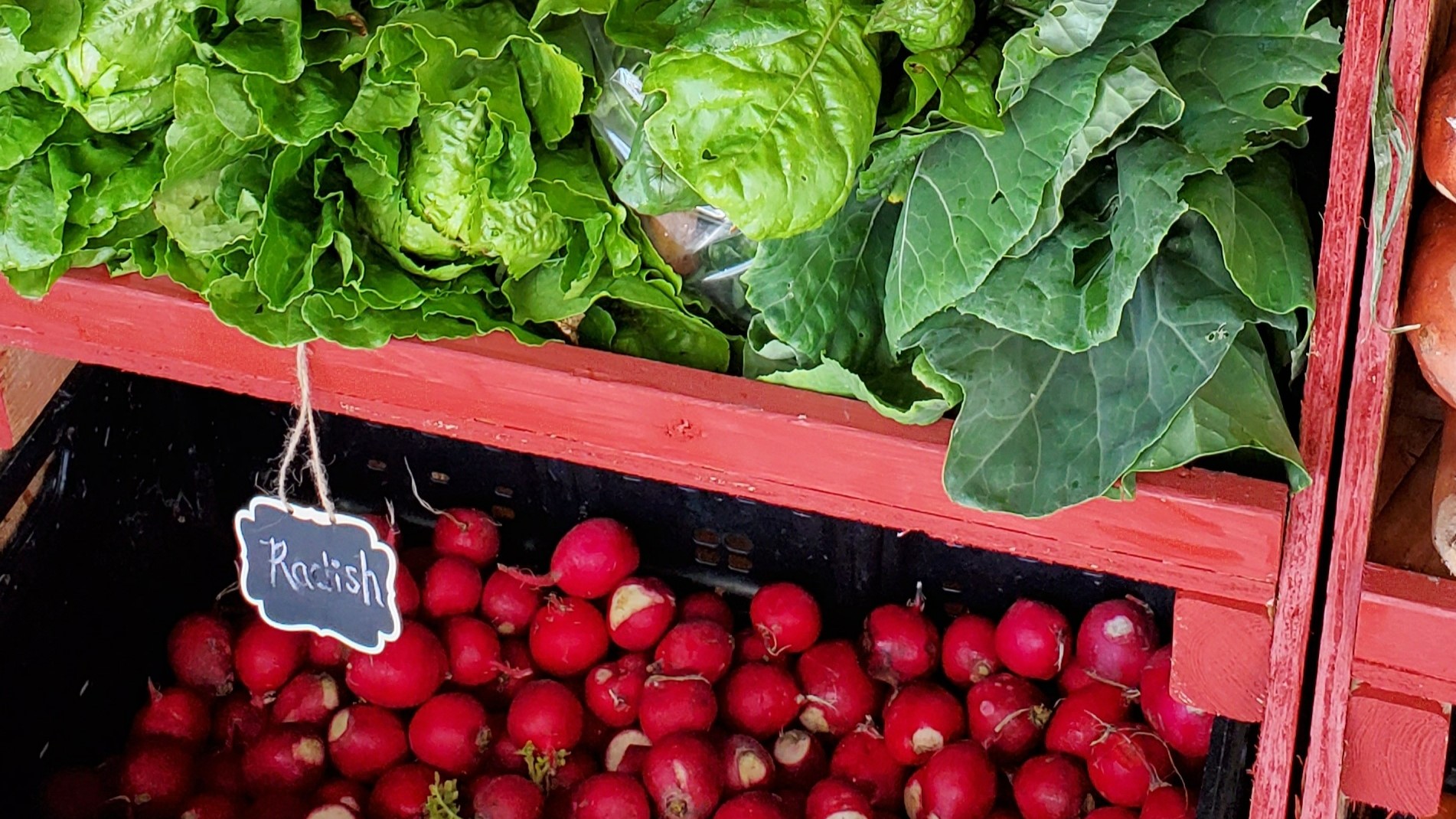 Farm Stand Radishes and Greens