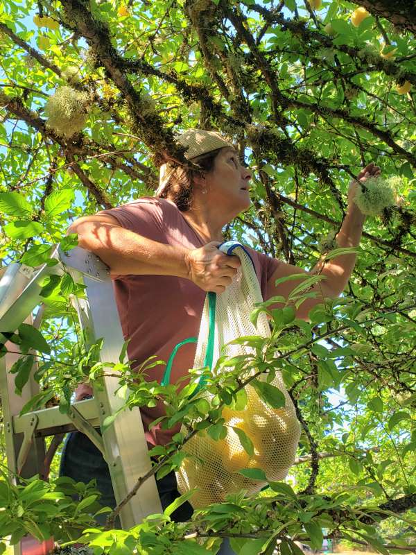 Gleaning Shiro Plums in Olympia