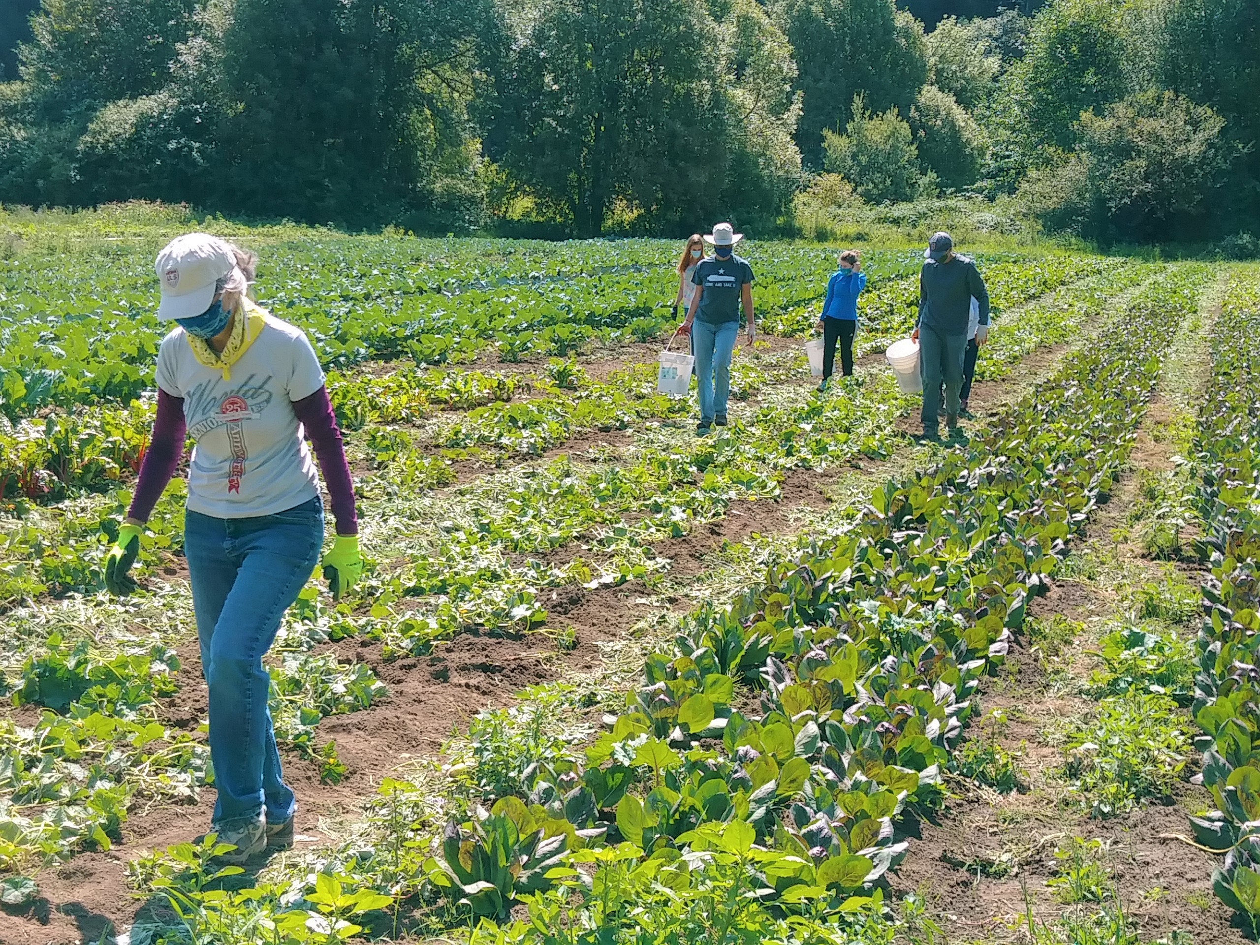 Gleaning at Helsing Junction Farm