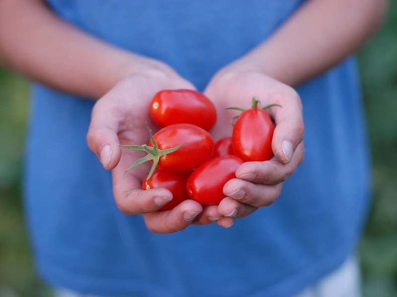 Child in School Garden with Cherry Tomatoes