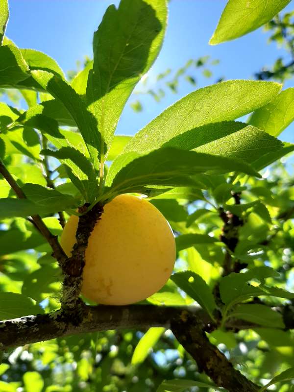 Shiro Plum Glean July 2020