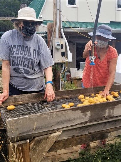 Washing Home-grown Kiwanis Potatoes