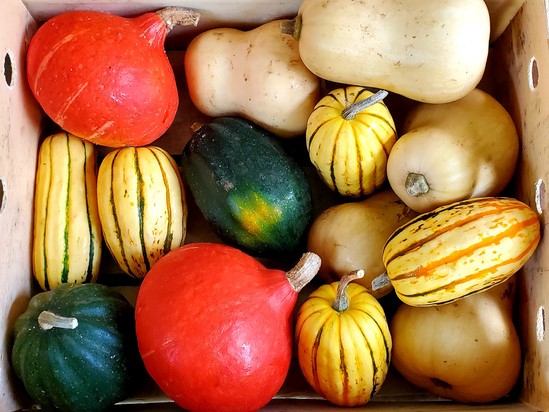 Winter Squash Donation