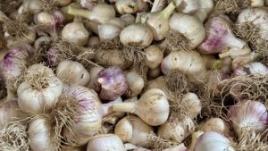 Farm Stand Garlic 2025